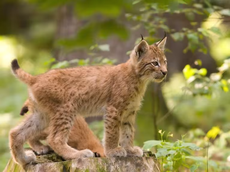 lynx in forest