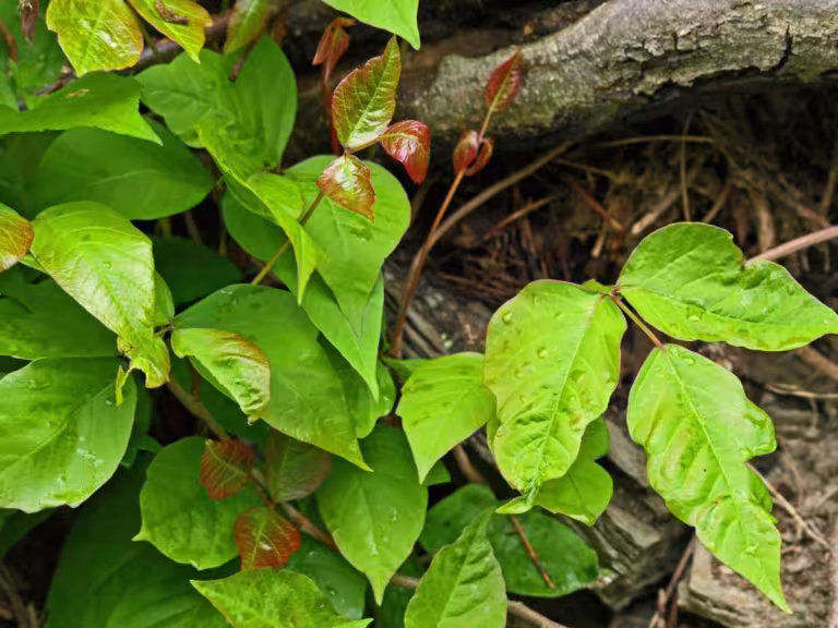 nature itch relief