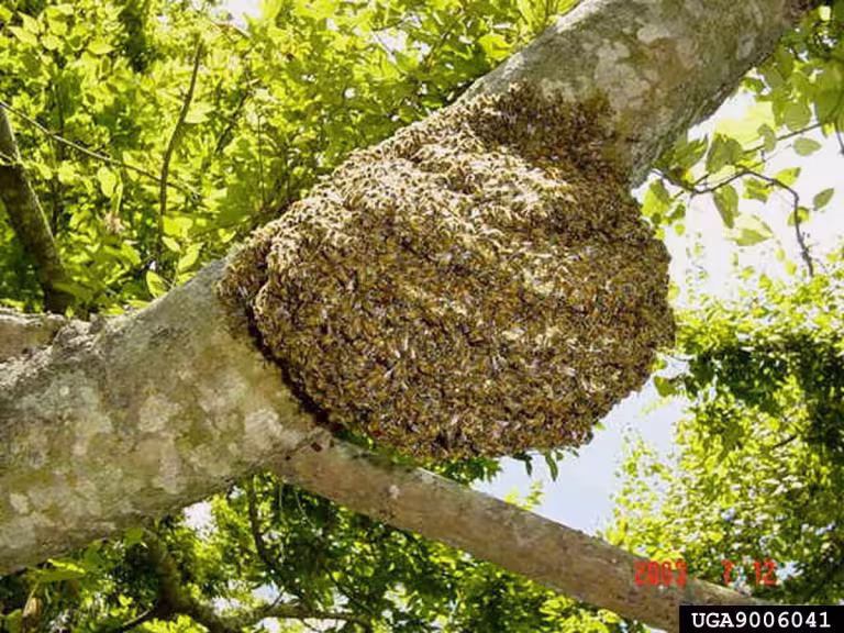 nature remedy for hives