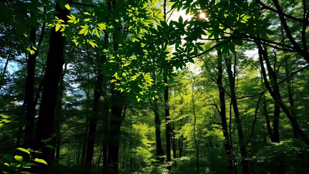 Sunlight filtering through trees in a peaceful forest.
